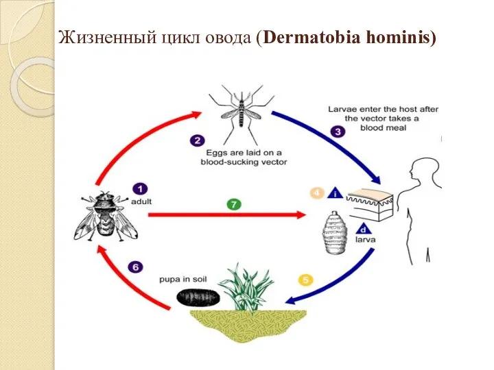 Жизненный цикл овода (Dermatobia hominis)