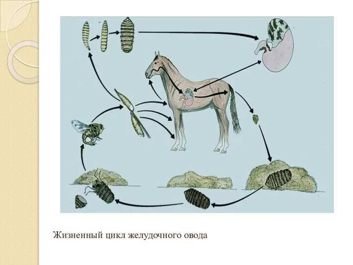 Жизненный цикл желудочного овода