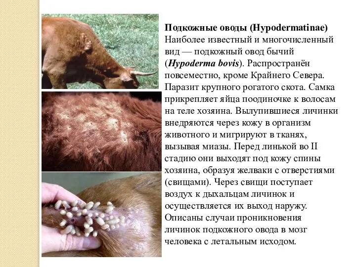 Подкожные оводы (Hypodermatinae) Наиболее известный и многочисленный вид — подкожный овод