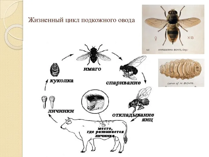 Жизненный цикл подкожного овода