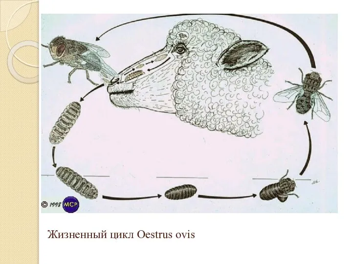 Жизненный цикл Oestrus ovis