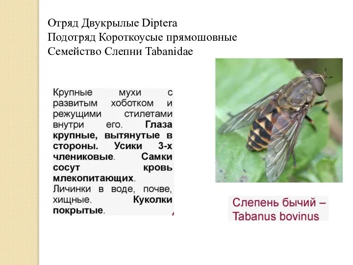 Отряд Двукрылые Diptera Подотряд Короткоусые прямошовные Семейство Слепни Tabanidae