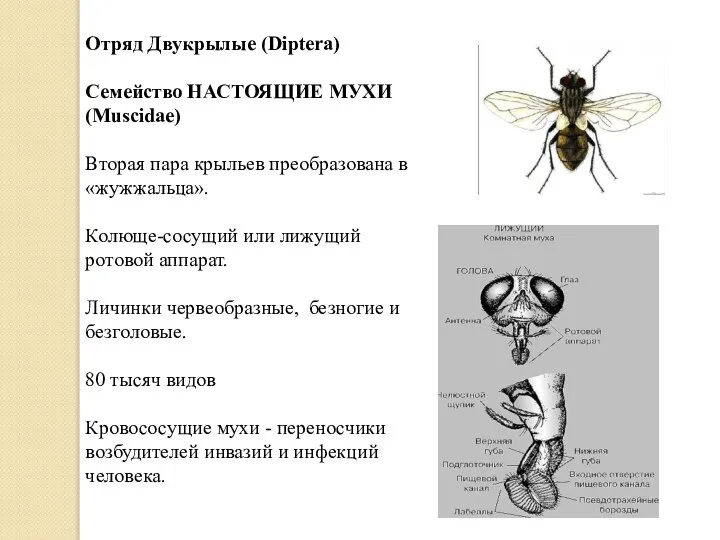 Отряд Двукрылые (Diptera) Семейство НАСТОЯЩИЕ МУХИ (Muscidae) Вторая пара крыльев преобразована