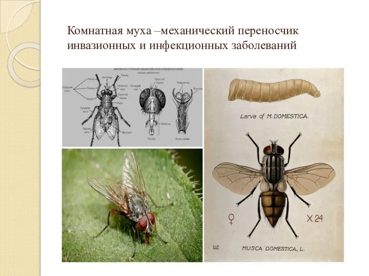 Комнатная муха –механический переносчик инвазионных и инфекционных заболеваний