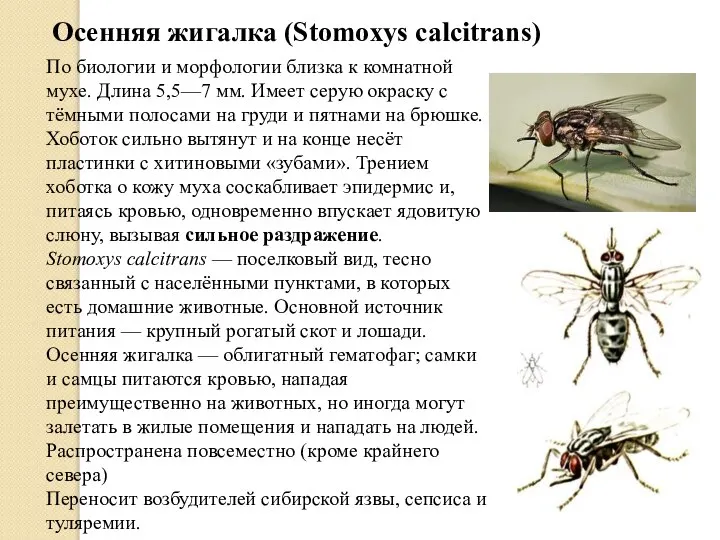 Осенняя жигалка (Stomoxys calcitrans) По биологии и морфологии близка к комнатной