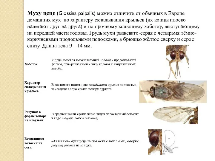 Муху цеце (Glossina palpalis) можно отличить от обычных в Европе домашних