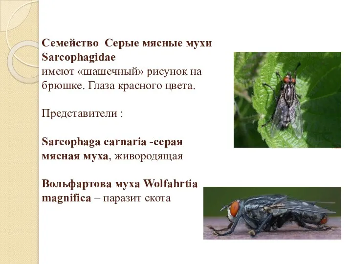 Семейство Серые мясные мухи Sarcophagidae имеют «шашечный» рисунок на брюшке. Глаза