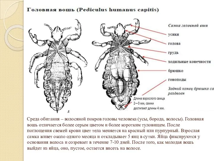 Среда обитания – волосяной покров головы человека (усы, борода, волосы). Головная