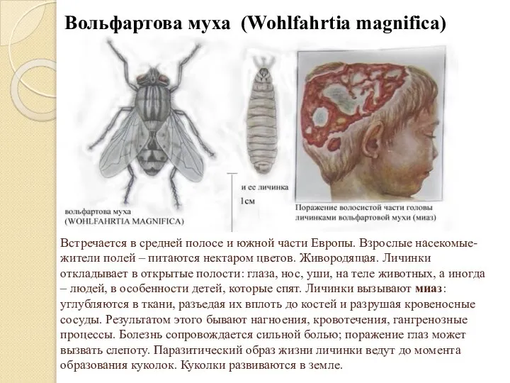 Вольфартова муха (Wohlfahrtia magnifica) Встречается в средней полосе и южной части