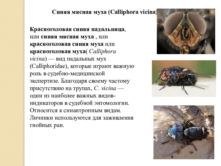 Синяя мясная муха (Calliphora vicina) Красноголовая синяя падальница, или синяя мясная