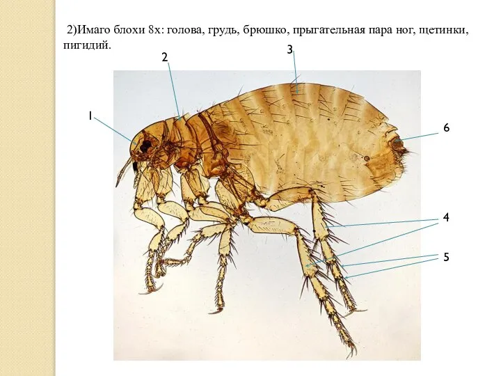 2)Имаго блохи 8х: голова, грудь, брюшко, прыгательная пара ног, щетинки, пигидий.