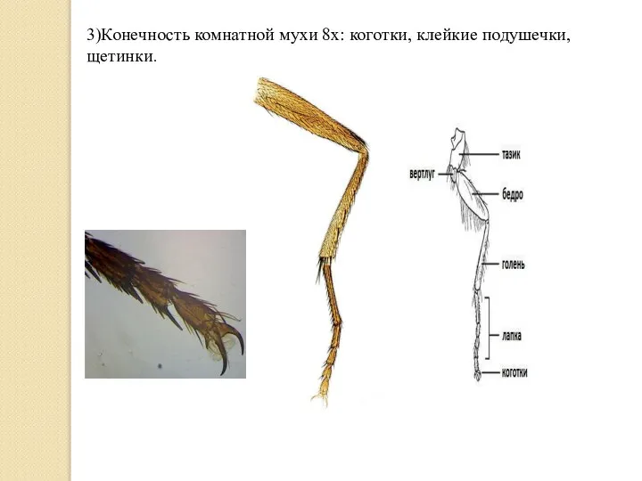 3)Конечность комнатной мухи 8х: коготки, клейкие подушечки, щетинки.