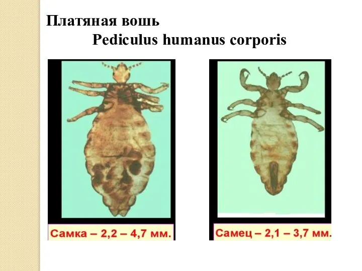 Платяная вошь Pediculus humanus corporis