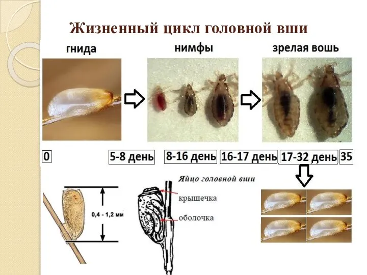 Жизненный цикл головной вши