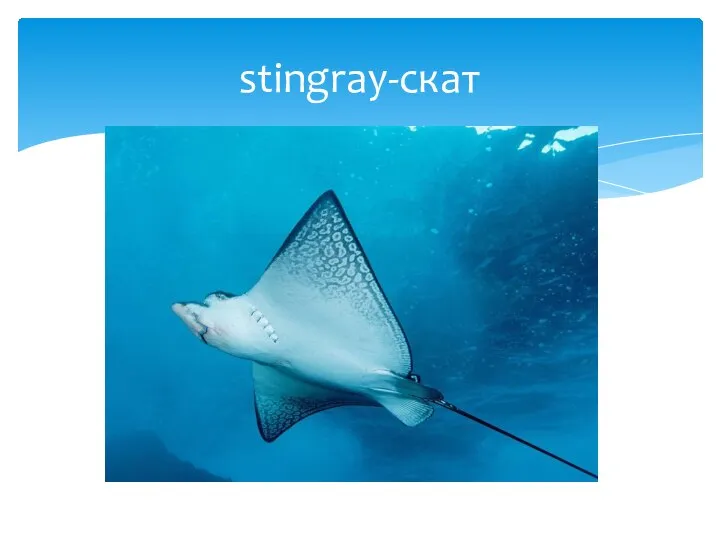 stingray-скат