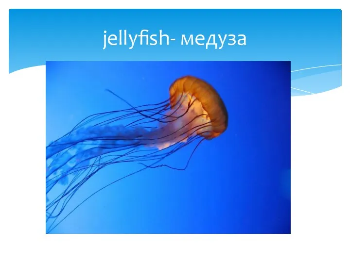 jellyfish- медуза