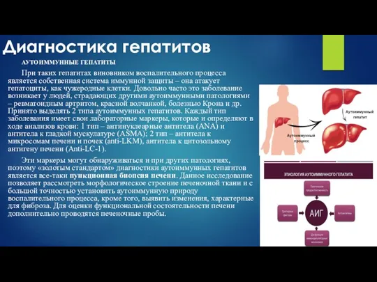 Диагностика гепатитов АУТОИММУННЫЕ ГЕПАТИТЫ При таких гепатитах виновником воспалительного процесса является