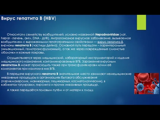 Вирус гепатита B (HBV) Относится к семейству возбудителей, условно названной Hepadnaviridae