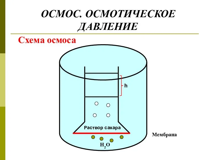 ОСМОС. ОСМОТИЧЕСКОЕ ДАВЛЕНИЕ Схема осмоса