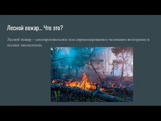 Лесной пожар… Что это? Лесной пожар – самопроизвольное или спровоцированное человеком возгорание в лесных экосистемах.