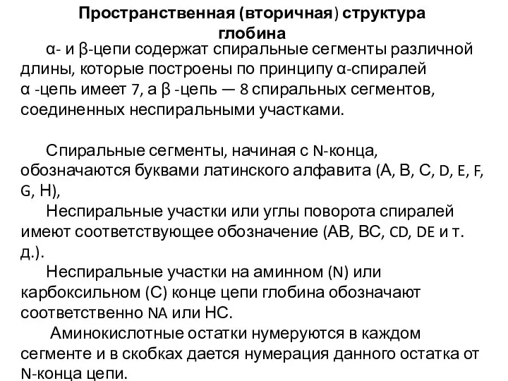 α- и β-цепи содержат спиральные сегменты различной длины, которые построены по