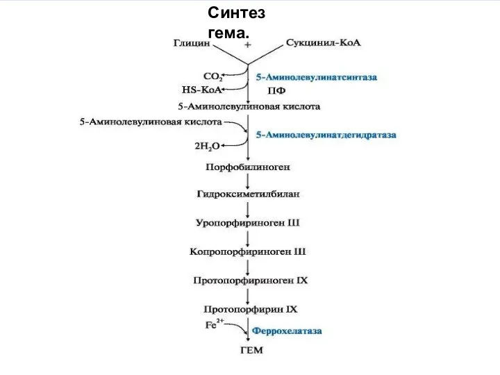 феррохелатаза завершает образование гема, присоединяя Fe2+ к протопорфирину IX (рис. 13.1). Синтез гема.