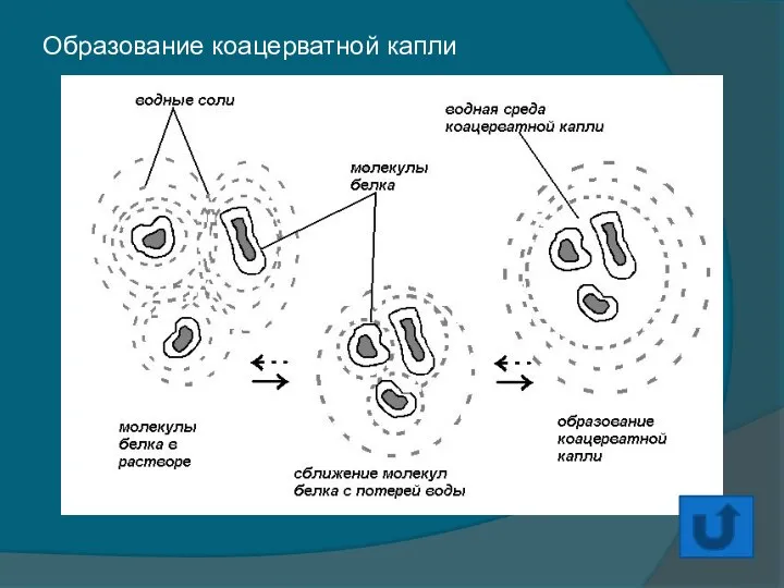 Теория первых клеточных организмов из коацерватов принадлежит