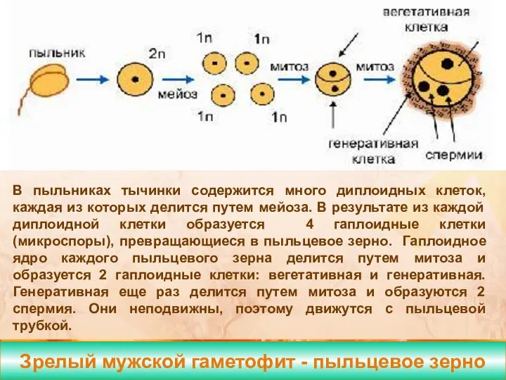 Зрелый мужской гаметофит - пыльцевое зерно Формирование спермиев В пыльниках тычинки