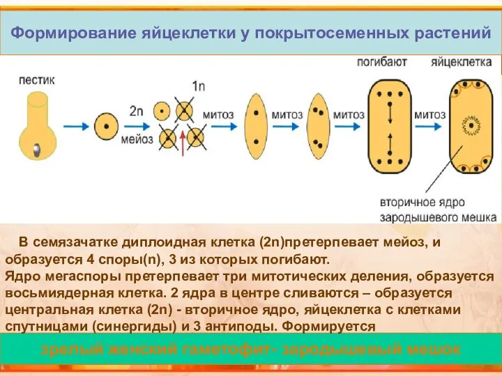 зрелый женский гаметофит- зародышевый мешок Формирование яйцеклетки у покрытосеменных растений В