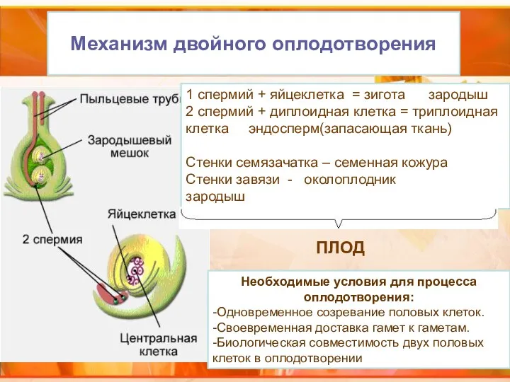 Механизм двойного оплодотворения Необходимые условия для процесса оплодотворения: -Одновременное созревание половых