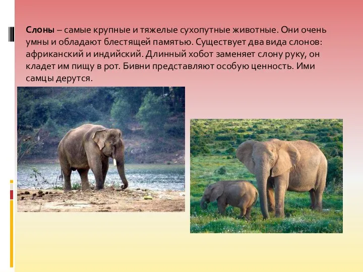 Слоны – самые крупные и тяжелые сухопутные животные. Они очень умны