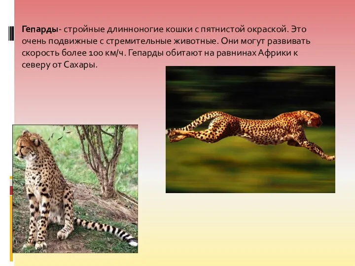 Гепарды- стройные длинноногие кошки с пятнистой окраской. Это очень подвижные с