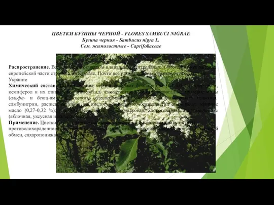 ЦВЕТКИ БУЗИНЫ ЧЕРНОЙ - FLORES SAMBUCI NIGRAE Бузина черная - Sambucus