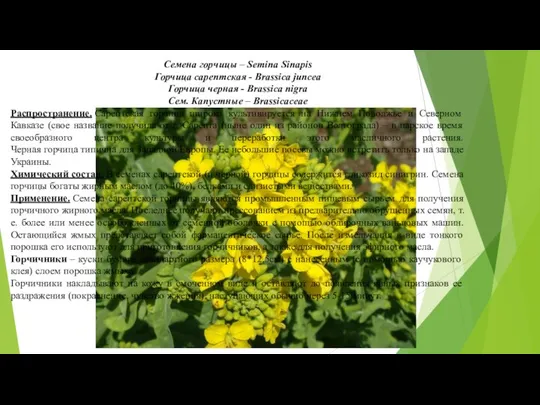 Семена горчицы – Semina Sinapis Горчица сарептская - Brassica juncea Горчица