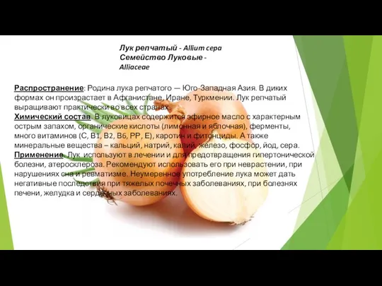 Лук репчатый - Allium cepa Семейство Луковые - Alliaceae Распространение: Родина