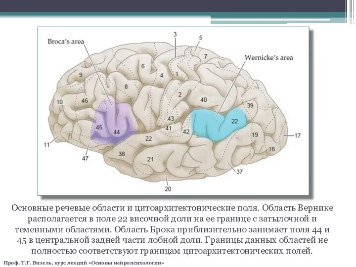 Основные речевые области и цитоархитектонические поля. Область Вернике располагается в поле