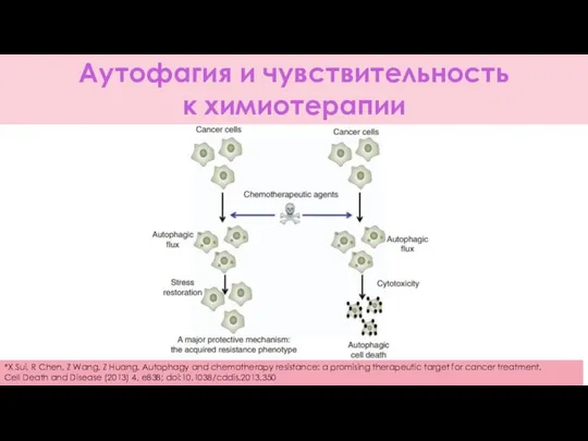 Аутофагия и чувствительность к химиотерапии *X Sui, R Chen, Z Wang,