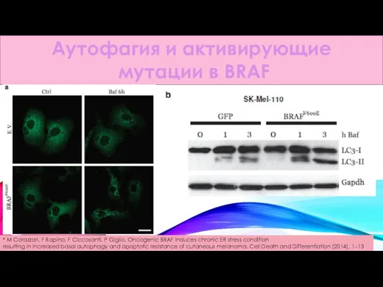 Аутофагия и активирующие мутации в BRAF * M Corazzari, F Rapino,