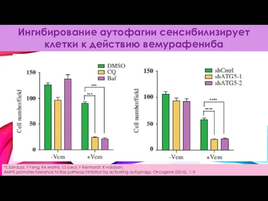 Ингибирование аутофагии сенсибилизирует клетки к действию вемурафениба *S Sanduja, Y Feng,