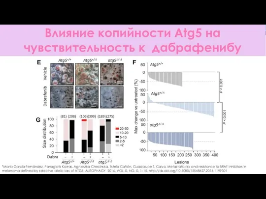 Влияние копийности Atg5 на чувствительность к дабрафенибу *María García-Fernández, Panagiotis Karras,