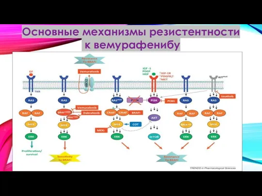 Основные механизмы резистентности к вемурафенибу