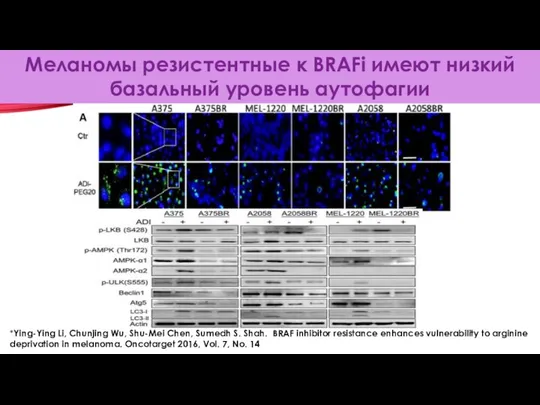 Меланомы резистентные к BRAFi имеют низкий базальный уровень аутофагии *Ying-Ying Li,