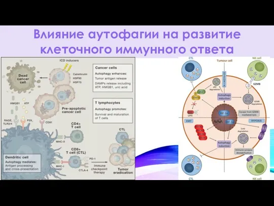 Влияние аутофагии на развитие клеточного иммунного ответа