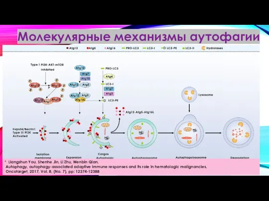 Молекулярные механизмы аутофагии * Liangshun You, Shenhe Jin, Li Zhu, Wenbin