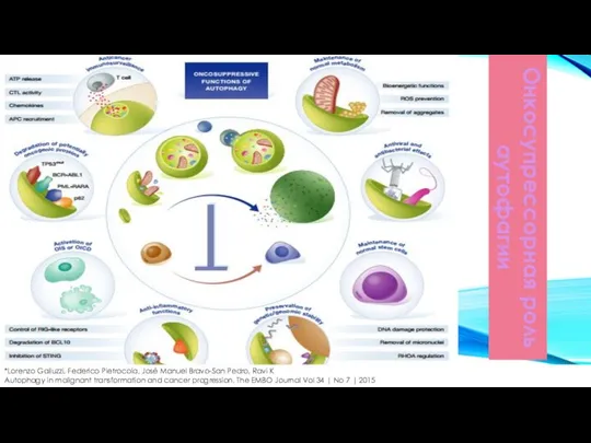 Онкосупрессорная роль аутофагии *Lorenzo Galluzzi, Federico Pietrocola, José Manuel Bravo-San Pedro,