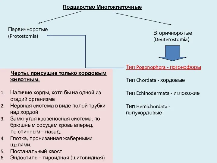 Подцарство Многоклеточные Первичноротые (Protostomia) Вторичноротые (Deuterostomia) Тип Pogonophora - погонофоры Тип