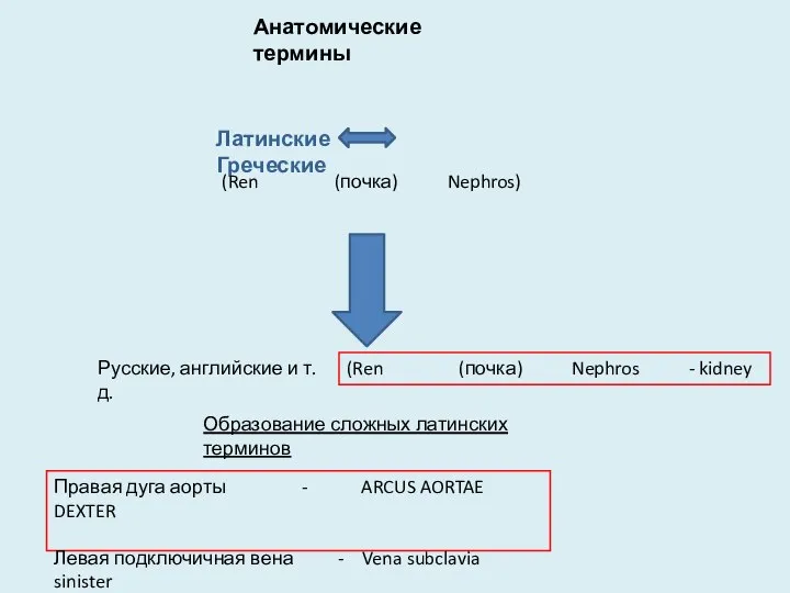 Анатомические термины Латинские Греческие (Ren (почка) Nephros) Русские, английские и т.д.
