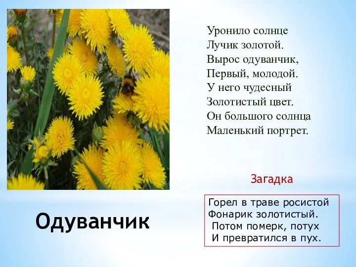 Одуванчик Горел в траве росистой Фонарик золотистый. Потом померк, потух И