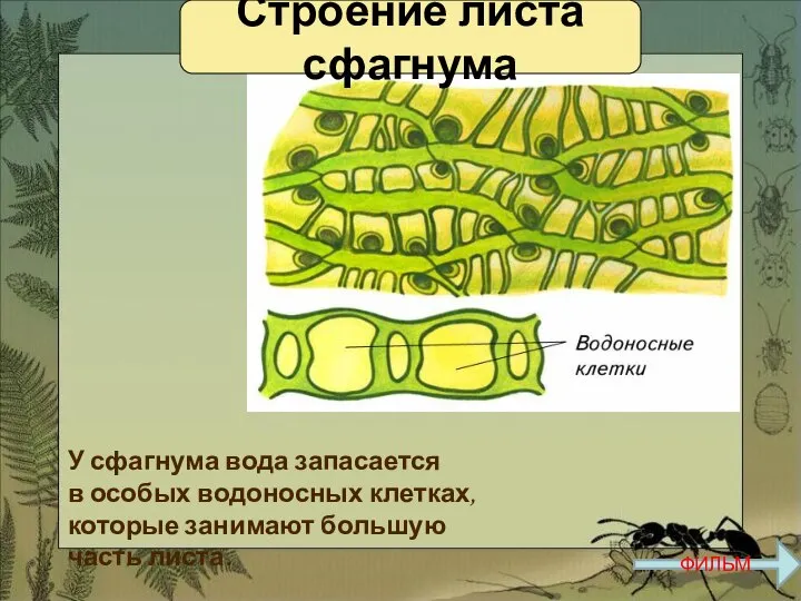 У сфагнума вода запасается в особых водоносных клетках, которые занимают большую