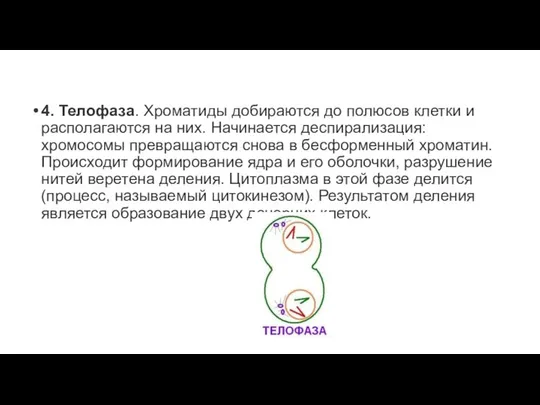 4. Телофаза. Хроматиды добираются до полюсов клетки и располагаются на них.